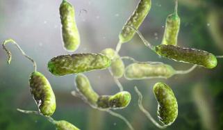 High alert in Outer Banks: 'flesh-eating' Vibrio cases surge in North Carolina