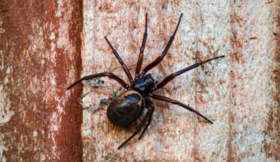 UK residents warned as false widow spiders invade homes this month