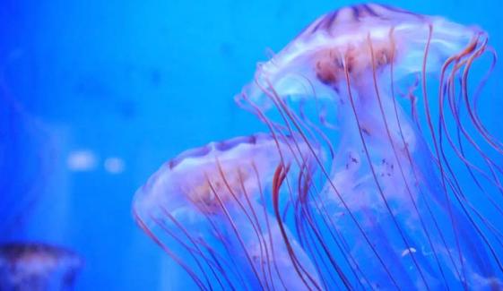 Largest nuclear plant in France shut down after ‘massive’ jellyfish attack
