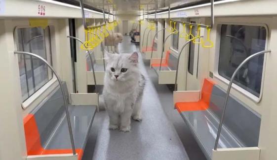 Chinese YouTuber builds mini-subway for cats, sparking pet parents’ reaction