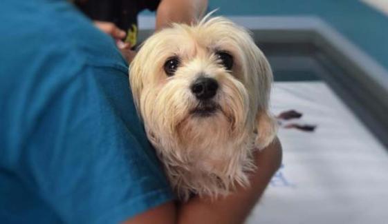 Rhyl area reports nine cases of potentially fatal Parvovirus in dogs 