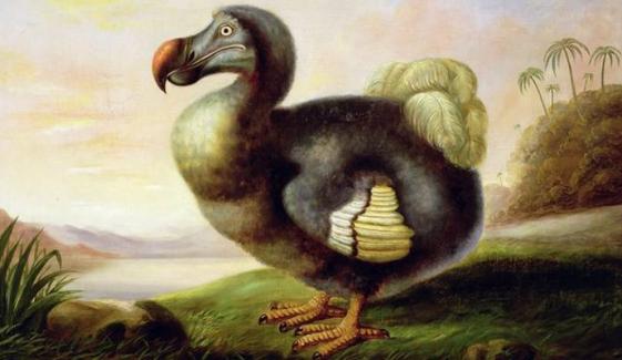  Dodo bird could return from extinction as scientists grow crucial germ cells