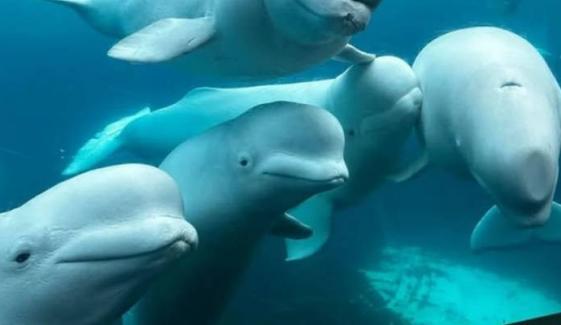 Marineland threatens to euthanise 30 beluga whales amid financial crisis