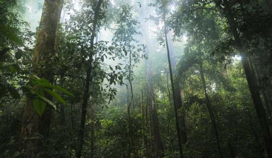 Australia’s rainforests become first carbon emitters amid climate change 