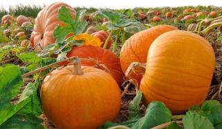Pumpkin patches spots you must visit to celebrate National Pumpkin Day in Georgia