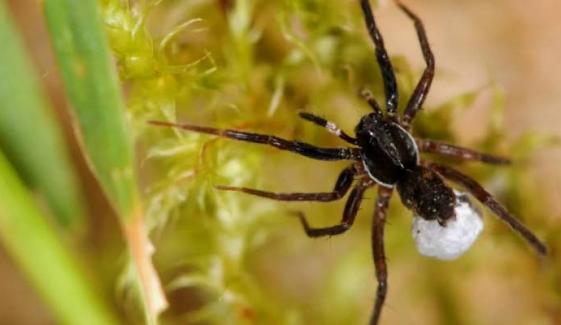 Rare spider species found in UK for first time since 1985