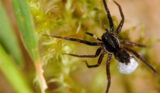 Rare spider species found in UK for first time since 1985