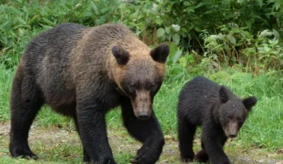 Japan forced to take extreme measures to tackle bear attacks