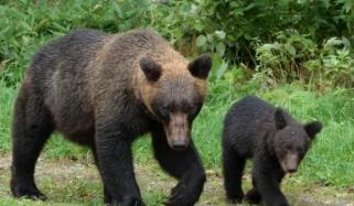 Japan forced to take extreme measures to tackle bear attacks