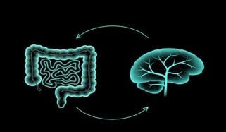Study reveals link between gut movements and brain blood flow