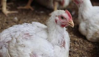 Experts warn UK facing highly infectious bird flu yet