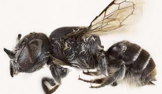 ‘Lucifer’ bee with devil‑like horns discovered in Australia’s Goldfields