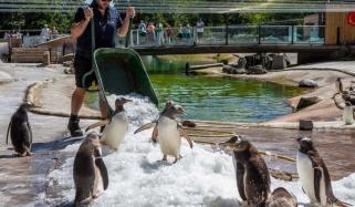 UK MPs urge Sea Life London to free its basement‑kept gentoo penguins