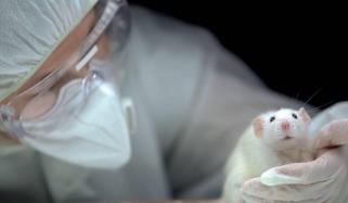 UK government plan to end animal testing in labs using human alternatives