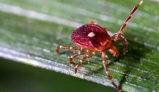 New Jersey reports first death of Alpha-Gal Meat Allergy caused by tick bite