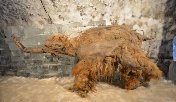 World’s oldest RNA remarkably extracted from 39,000-year-old woolly mammoth