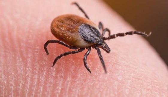 Researchers find surprising fact about Lyme disease bacteria