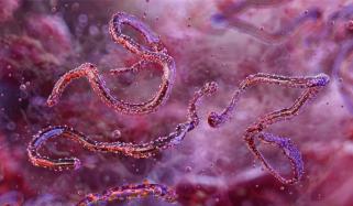 Ethiopia confirms outbreak of life-threatening Marbug virus: Africa CDC