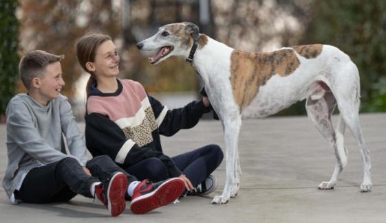Fernando Bale, Australian retired racing greyhound dies at 12