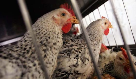 Washington reports first death due to rare bird flu infection