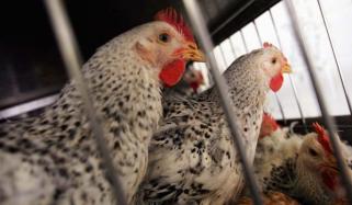 Washington reports first death due to rare bird flu infection