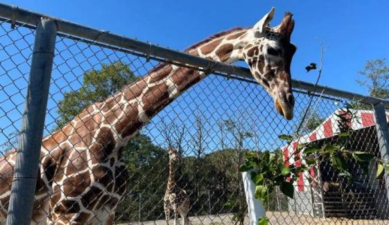 Missing Virginia zoo giraffes draw attention from Hollywood A-lister 