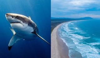 Bull shark kills woman, injures man in rare double attack at Australian beach