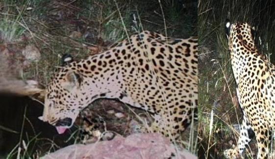Rare jaguar sighting in southern Arizona confirms species’ presence