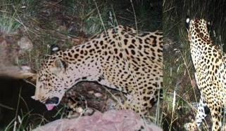 Rare jaguar sighting in southern Arizona confirms species’ presence