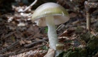 Deadly mushroom outbreak terrifies California: One dead, several sick
