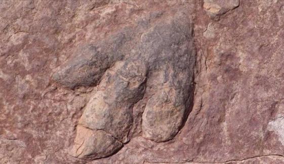 Thousands of 210-million-year-old dinosaur footprints discovered in Italy