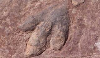 Thousands of 210-million-year-old dinosaur footprints discovered in Italy