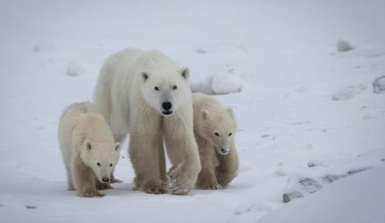 Polar bear shocks scientists by adopting cub in rare case near Churchill