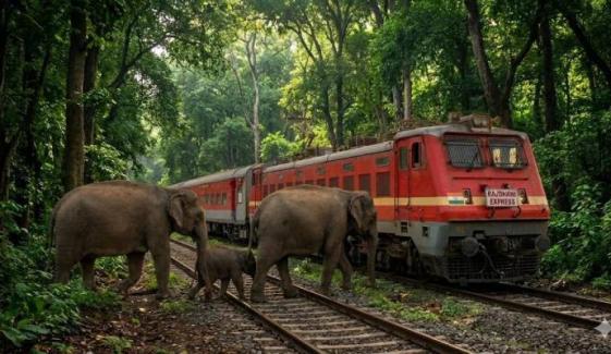 Eight elephants tragically killed as train hits herd in Assam