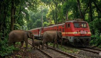 Eight elephants tragically killed as train hits herd in Assam