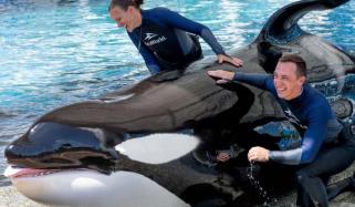 SeaWorld's iconic killer whale Katina passes away at 50 