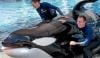 SeaWorld's iconic killer whale Katina passes away at 50