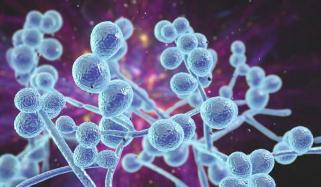 Drug-resistant fungus Candida auris becoming harder to fight globally, report 