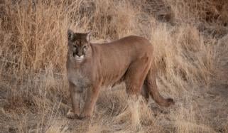 Woman found dead after suspected mountain lion attack in Colorado