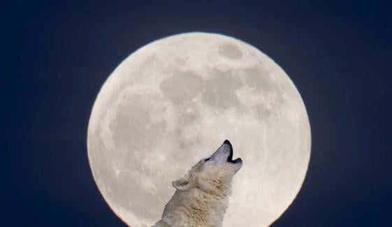 First Supermoon of 2026 'Wolf Moon' to illuminate skies worldwide tonight 