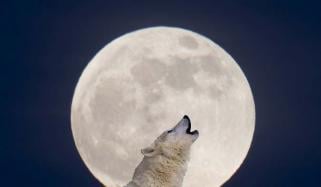 First Supermoon of 2026 'Wolf Moon' to illuminate skies worldwide tonight 
