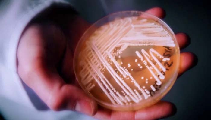 Drug-resistant fungus Candida Auris identified in Connecticut, experts