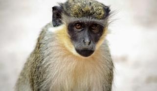 Monkeys spotted roaming St. Louis streets spark alarm