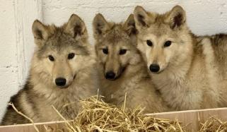 Wolf-dogs in Preston go viral after DNA results