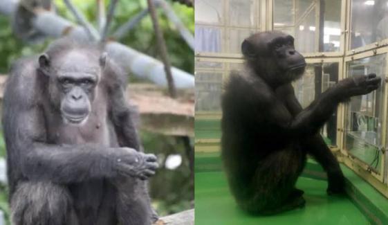 Ai, Japanese chimpanzee known for incredible memory and intelligence dies at 49