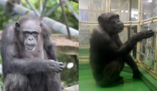 Ai, Japanese chimpanzee known for incredible memory and intelligence dies at 49