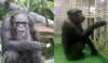 Ai, Japanese chimpanzee known for incredible memory and intelligence dies at 49