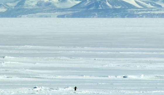 How one penguin's video motivated and traumatised the internet? 