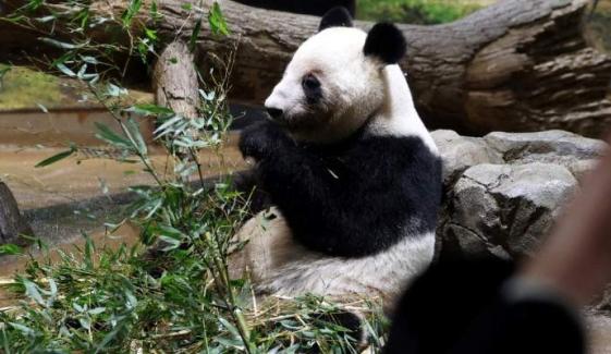 Japan bids tearful farewell to last pandas amid strained ties with China