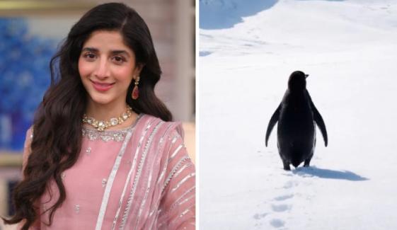 Mawra Hocane likens her major personal move to viral penguin’s lone walk